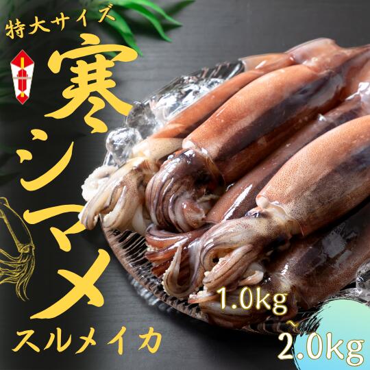 【のし付き】【ふるさと納税】朝どれ寒シマメ　スルメイカ【特大】 1.0kg以上 3～6杯　イカ スルメイカ..