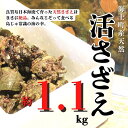 【ふるさと納税】【7月下旬以降順次発送】【島獲れ活さざえ約1.1kgセット】日本海の離島の新鮮なさざえをお届けします! 冷蔵便 サザエ さざえ 栄螺 貝 海鮮 さざえご飯 壺焼き 刺身 夏 BBQ バーベキュー ギフト 今が旬 お中元 御中元