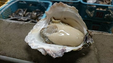 【ふるさと納税】楽天限定 数量限定 超巨大 岩牡蠣 いわがき 春香 5Lサイズ 3個 CAS冷凍 小分け
