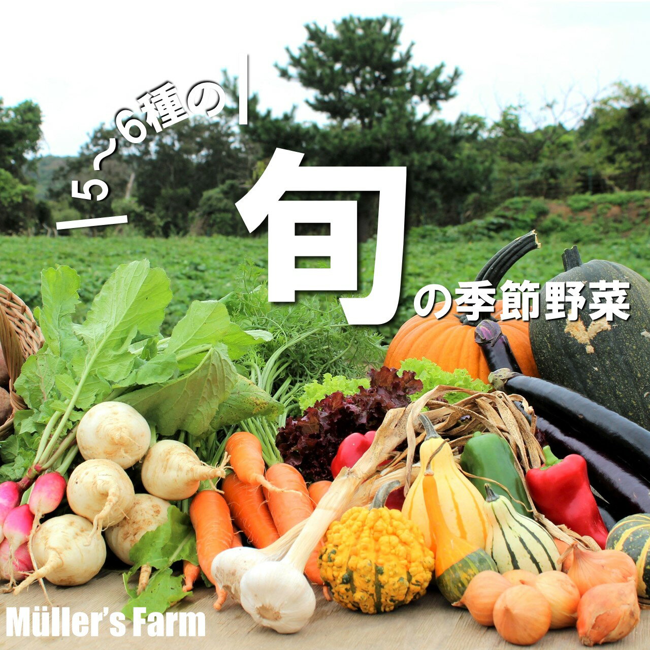 【ふるさと納税】【季節野菜詰め合わせ】5〜6種 農薬不使用だから安心安全! 母の日 父の日 バーベキュ..