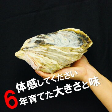 【ふるさと納税】楽天限定 数量限定 超巨大 岩牡蠣 いわがき 春香 5Lサイズ 3個 CAS冷凍 小分け