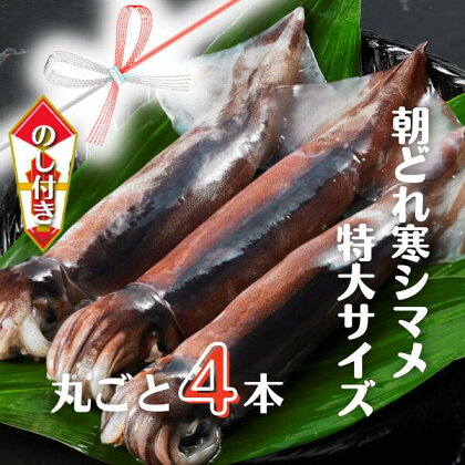 【のし付き スルメイカ丸ごと】朝どれ寒シマメ特大サイズ 丸ごと4杯セット 1.4kg〜1.6kg いか イカ スルメイカ CAS CAS冷凍 年末年始 お正月 お歳暮 御歳暮 ギフト