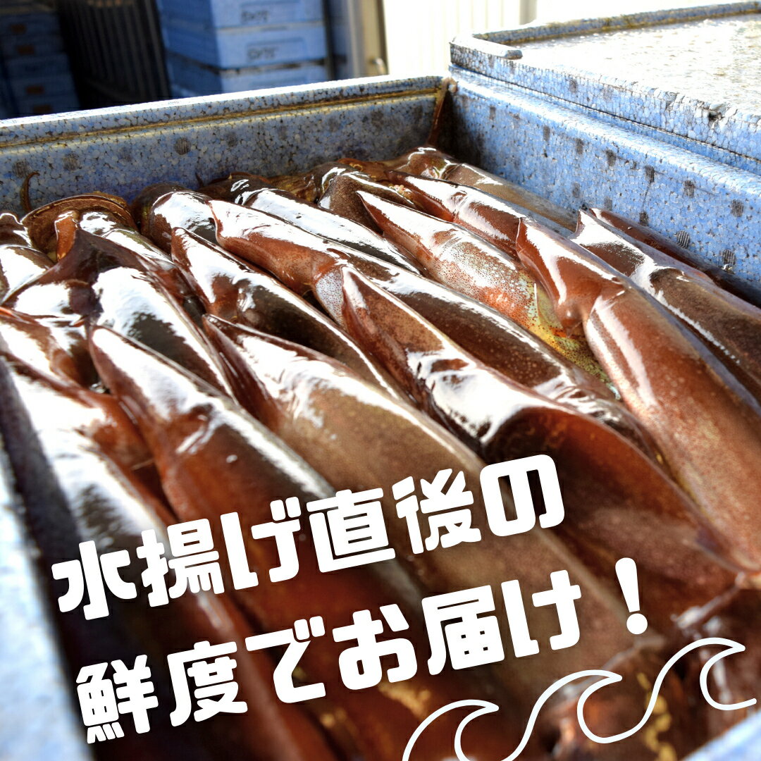 【ふるさと納税】【スルメイカ 肝醤油漬け 390g 春シマメ 食べ比べセット3種】冷凍 小分け おつまみ 調理不要 いか イカ スルメイカ 冷凍 父の日 母の日 バーベキュー ギフト