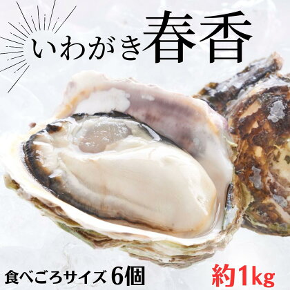 【ブランドいわがき春香 殻付き 食べごろサイズ 6個】 岩牡蠣 生食可 冷凍 牡蛎 牡蠣 かき カキ 岩牡蠣 いわがき 冷凍 父の日 母の日 バーベキュー ギフト