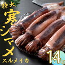  1.4kg〜1.6kg いか イカ スルメイカ 朝どれ寒シマメ 父の日 母の日 バーベキュー ギフト