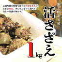 【ふるさと納税】【入荷次第順次発送】【島獲れ活さざえ1kgセット】日本海の離島の新鮮なさざえをお届けします! 冷蔵便 サザエ さざえ 栄螺 貝 海鮮 さざえご飯 壺焼き 刺身 夏 BBQ バーベキュー ギフト 今が旬 お中元 御中元