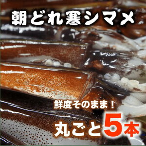 【ふるさと納税】旨味たっぷり 旬 寒シマメ スルメイカ 丸ごと5本 1kg 1.25kg 個包装 小分け 冷凍 刺身