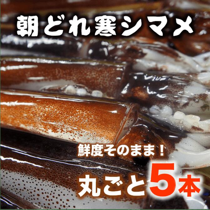 特に美味しい冬の時期にとれた新鮮な寒シマメを鮮度そのまま 丸ごとお届け ふるさと納税 旨味たっぷり 旬 寒シマメ スルメイカ 丸ごと5本 1kg 1 25kg 個包装 小分け 冷凍 刺身