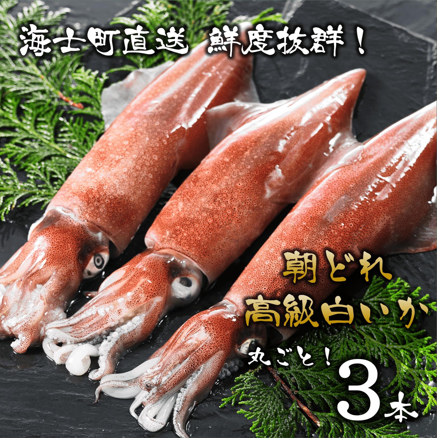 【ふるさと納税】高級 イカ 朝どれ 白いか 丸ごと3本セット 刺身 個包装 小分け 冷凍 送料無料