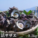 【ふるさと納税】コリ旨!獲れたて鮮度抜群 島獲れ活サザエ2.5kgセット 日本海の離島の新鮮なさざえをお届けします! 天然 新鮮 プレゼント 壺焼き バーベキュー BBQ ギフト 海鮮お取り寄せ 産地直送 ギフト 西ノ島町 希少 高品質 安心 安全 大容量 濃厚