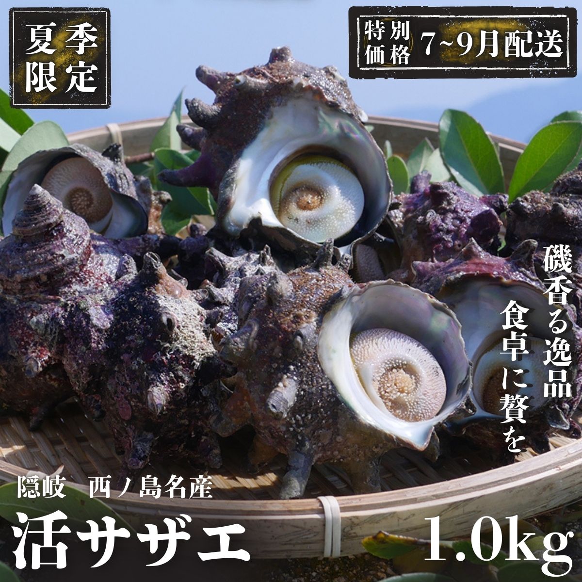 [限定価格!7〜9月配送希望の方!]コリ旨!獲れたて鮮度抜群 島獲れ活サザエ1.0kg満足セット - 磯の香りと海の恵みを食卓へ 冷蔵便 サザエ 栄螺 貝 海鮮 BBQ さざえご飯 壺焼き 刺身 バーベキュー ギフト お中元 御中元 島サザエ 新鮮 天然