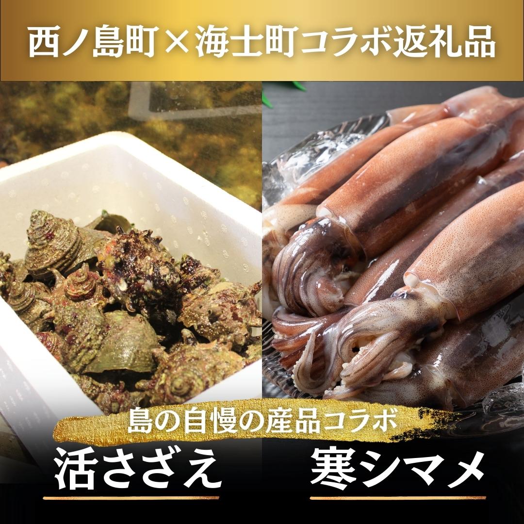 【ふるさと納税】活サザエ・寒シマメセット【海士町・西ノ島町コラボ返礼品】