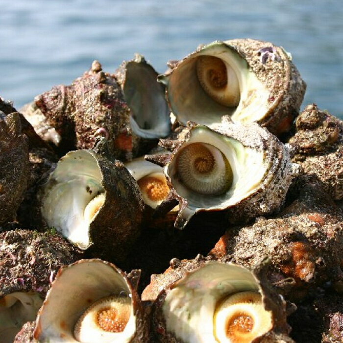 隠岐諸島の周辺の海はとても美しくプランクトンが豊富なため、知夫島産のサザエはコリコリとした食感のほか、磯の香りが良く、深みのある濃厚な味が特徴です。新鮮なサザエをつぼ焼き・サザエご飯などにして美味しく食べられます。伝統的な「かなぎ漁」で知夫の漁師さん方がひとつひとつ漁獲した新鮮なサザエを、活きたまま冷蔵便にて直送します。 返礼品種別 活さざえ 産地名 島根県知夫里島海域 内容量 約3kg 保存方法 冷蔵庫にて保存し、お早めにお召し上がりください。 賞味期限 出荷日+3日（目安） 配送方法 冷蔵便 養殖・解凍の別 天然活さざえ 注意事項/その他 ※離島地域への発送は承れません。ご了承下さい。※禁漁期間 　　5～6月は発送不可※天候や漁の状況によりお届けまでお時間を頂く場合があります。※貝類には鮮度とは関係なく菌が付着している場合があり、体調がすぐれない方が召し上がると中毒症状が現れる可能性がございます。※召し上がって体調を崩された場合は、楽天・提供者元・自治体は責任を負いかねます。 ※ふるさと納税よくある質問はこちら ※寄付申込みのキャンセル、返礼品の変更・返品はできません。あらかじめご了承ください。「ふるさと納税」寄付金は、下記の事業を推進する資金として活用してまいります。 寄付を希望される皆さまの想いでお選びください。 (1) 安心して老後をふるさとで暮らせる環境整備に関する事業 (2) 子供たちの健全育成に関する事業 (3) 環境の保全・再生に関する事業 特段のご希望がなければ、村政全般に活用いたします。 入金確認後、注文内容確認画面の【注文者情報】に記載の住所にお送りいたします。 発送の時期は、寄付確認後2ヵ月以内を目途に、お礼の特産品とは別にお送りいたします。