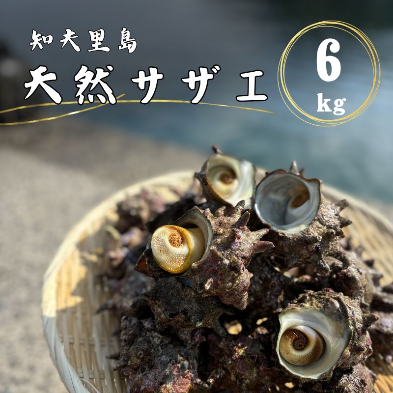 【ふるさと納税】知夫里島産 天然活さざえ 6kg
