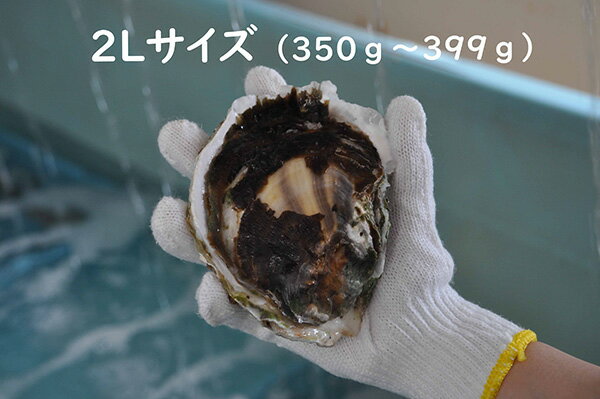 【ふるさと納税】隠岐のいわがき「清海」2L【8個セット】