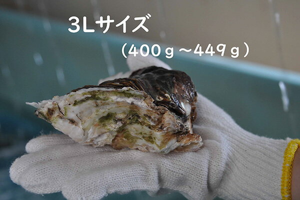 【ふるさと納税】隠岐のいわがき「清海」3L【6個セット】