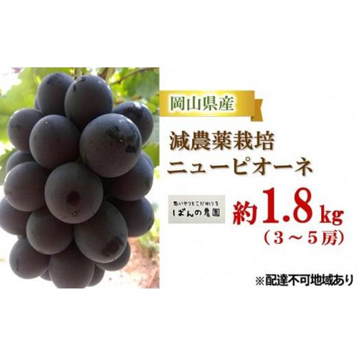 ぶどう 2024年 先行予約 ニュー ピオーネ 約1.8kg 3～5房 減農薬栽培 ブドウ 葡萄 岡山県産 国産 フルーツ 果物 ギフト ばんの農園 [No.5220-0483] | フルーツ 果物 くだもの 食品 人気 おすすめ 送料無料