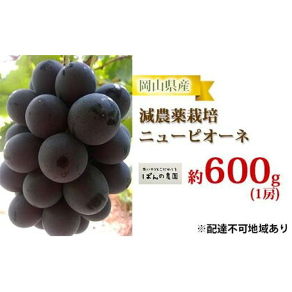 ぶどう 2024年 先行予約 ニュー ピオーネ 1房 約600g 減農薬栽培 ブドウ 葡萄 岡山県産 国産 フルーツ 果物 ギフト ばんの農園[No.5220-0749] | フルーツ 果物 くだもの 食品 人気 おすすめ 送料無料