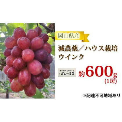 ぶどう 2024年 先行予約 ウインク 1房 約600g 減農薬／ハウス栽培 ブドウ 葡萄 岡山県産 国産 フルーツ 果物 ギフト ばんの農園 [No.5220-0750] | フルーツ 果物 くだもの 食品 人気 おすすめ 送料無料