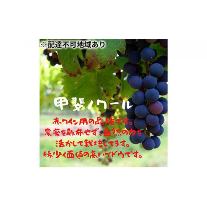 ぶどう 2024年 先行予約 甲斐ノワール(ぶどう)約800g 農薬散布無し/ハウス栽培 ブドウ 葡萄 岡山県産 国産 フルーツ 果物 ばんの農園  | フルーツ 果物 くだもの 食品 人気 おすすめ 送料無料