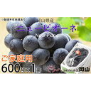 【ふるさと納税】ぶどう 2025年 先行予約 ご家庭用 ニュー ピオーネ 約600g×1房 ブドウ 葡萄 岡山県産 国産 フルーツ 果物 | フルーツ 果物 くだもの 食品 人気 おすすめ 送料無料