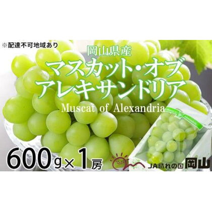 ぶどう 2024年 先行予約 マスカット ・オブ・アレキサンドリア 約600g×1房 6月下旬～7月下旬発送分 ブドウ 葡萄 岡山県産 国産 フルーツ 果物 ギフト[No.5220-1442] | フルーツ 果物 くだもの 食品 人気 おすすめ