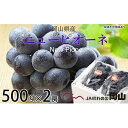 【ふるさと納税】ぶどう 2025年 先行予約 ニュー ピオーネ 約500g×2房 ブドウ 葡萄 岡山県産 国産 フルーツ 果物 ギフト | フルーツ 果物 くだもの 食品 人気 おすすめ 送料無料