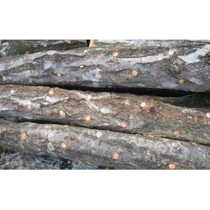 【ふるさと納税】しいたけ 原木2本 野菜 きのこ 椎茸 | 野菜 やさい 食品 人気 おすすめ 送料無料