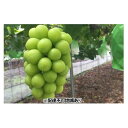 【ふるさと納税】岡山県産 贈答用シャインマスカット 2房(1房700g前後) フルーツ ぶどう 葡萄 ひらた農園 岡山 2025年 | フルーツ 果物 くだもの...