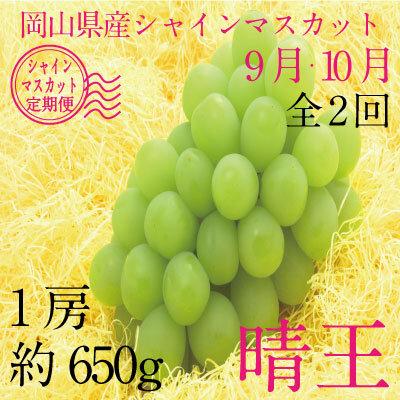 【定期便 全2回】ぶどう 2024年 先行予約 9月・10月発送 シャイン マスカット 晴王 1房 約650g ブドウ 葡萄 岡山県産 国産 フルーツ 果物 ギフト [No.5220-1673] | フルーツ 果物 くだもの 食品 人気 おすすめ