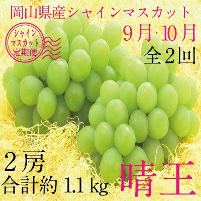 【定期便 全2回】ぶどう 2024年 先行予約 9月・10月発送 シャイン マスカット 晴王 2房（合計約1.1kg） ブドウ 葡萄 岡山県産 国産 フルーツ 果物 ギフト [No.5220-1674] | フルーツ 果物 くだもの 食品 人気