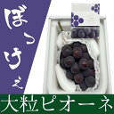 【ふるさと納税】ぶどう 2025年 先行予約 岡山県産 ぼっけえ大粒! ピオーネ 1房 800g以上 化粧箱入り | フルーツ 果物 くだもの 食品 人気 おす...