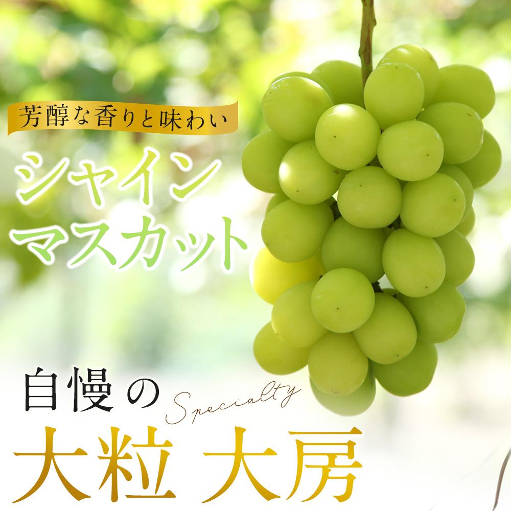 【ふるさと納税】ぶどう 2024年 先行予約 黒川農園 自慢 ! の 大粒 大房 シャイン マスカット 2房 （1房 700g以上） ブドウ 葡萄 岡山県産 国産 フルーツ 果物 ギフト 岡山県産 [No.5220-0545] | フルーツ 果物 くだもの 食品 人気