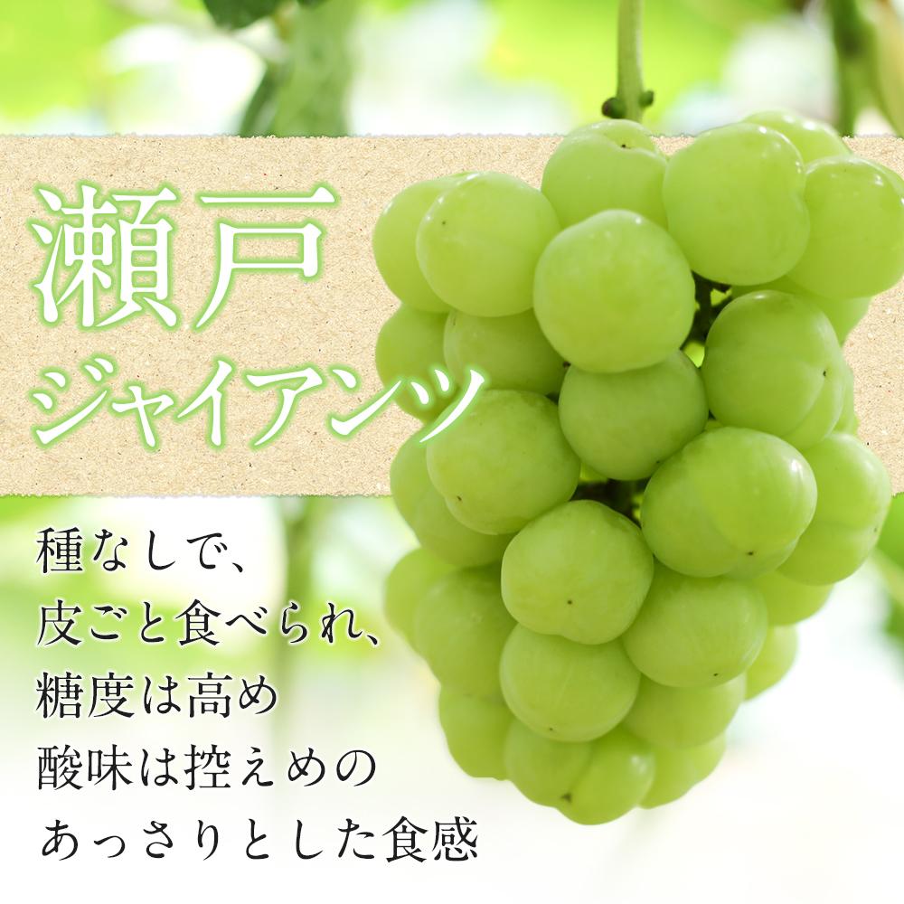 【ふるさと納税】黒川農園 瀬戸ジャイアンツ1房とシャインマスカット1房（1房700g以上） [No.5220-0652] | フルーツ 果物 くだもの 食品 人気 おすすめ 送料無料