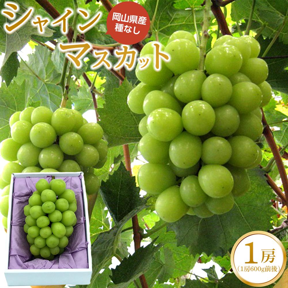 【ふるさと納税】ぶどう 2025年 先行予約 シャイン マスカット 1房(1房600g前後) 産地直送 ブドウ 葡萄 岡山県産 国産 フルーツ 果物 ギフト たけまさぶどう園 | フルーツ 果物 くだもの 食品 人気 おすすめ 送料無料