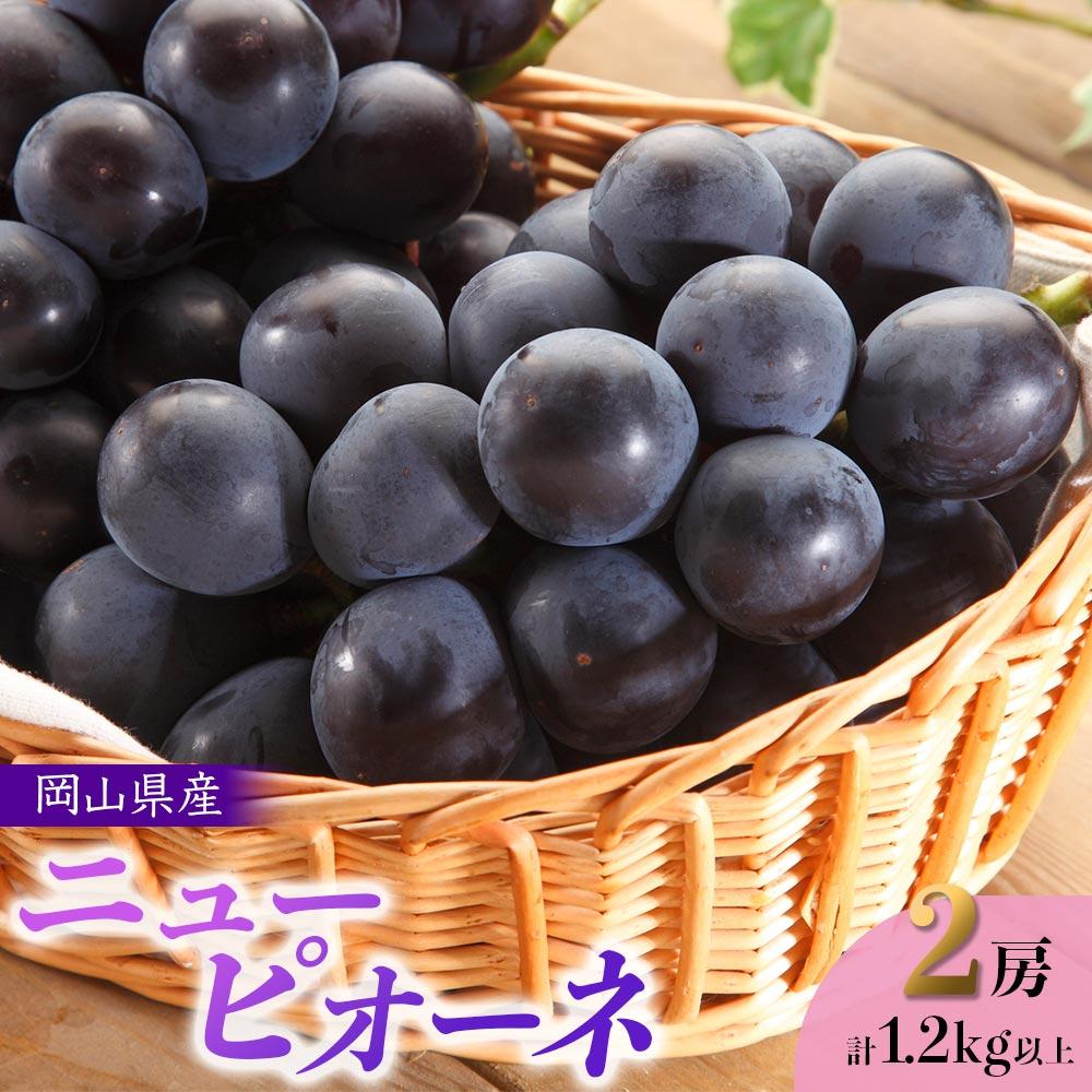 岡山県産 ニューピオーネ 2房 計1.2kg以上[ジューシーで上品な甘みと高貴な香り] | フルーツ 果物 くだもの 食品 人気 おすすめ 送料無料