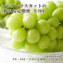 【ふるさと納税】ぶどう 2025年 先行予約 9月・10月・11月発送 シャイン マスカット 晴王 1房 約600g×3回 ブドウ 葡萄 岡山県産 国産 フルー...