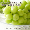 【ふるさと納税】ぶどう 2025年 先行予約 9月・10月・11月発送 シャイン マスカット 晴王 2房(合計約1kg)×3回 ブドウ 葡萄 岡山県産 国産 フ...