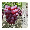 【ふるさと納税】【2025年秋発送】岡山県産 紫苑 1房 700g以上...(4)