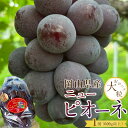 【ふるさと納税】ぶどう 2025年 先行予約 岡山県産 大粒 ニューピオーネ 1房(600g以上)農園直送 朝採れ | フルーツ 果物 くだもの 食品 人気 お...