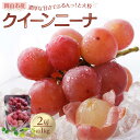 【ふるさと納税】ぶどう 2026年 クイーンニーナ 2房 合計約1kg 種無し ブドウ 葡萄 岡山市産 国産 フルーツ 果物 渡邊農園 | フルーツ 果物 くだ...