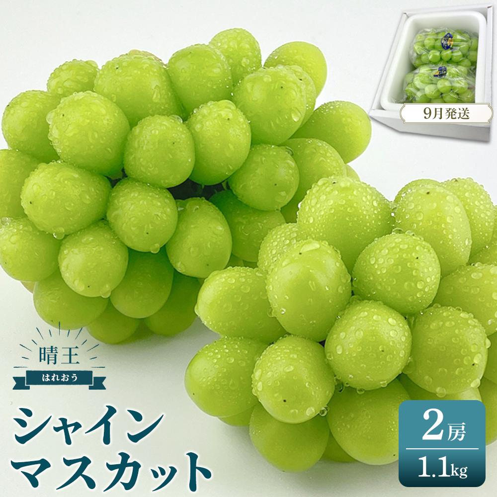 【ふるさと納税】2025年 先行予約 受付中 シャインマスカット 晴王 2房 約1.1kg 岡山県産 種無し 皮ごと食べる みずみずしい 甘い フレッシュ 9月~10月発送 | フルーツ 果物 くだもの 食品 人気 おすすめ 送料無料