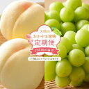 【ふるさと納税】フルーツ 定期便 2025年 先行予約 天晴れ おかやま 果物 定期便 (1) 白桃 1回/ シャイン マスカット 3回 合計4回お届け! 岡山...