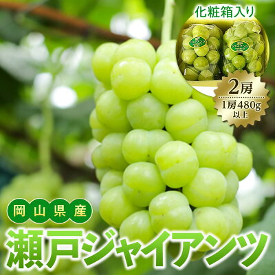 楽天ふるさと納税 【ふるさと納税】ぶどう 2025年先行予約 岡山県産 瀬戸ジャイアンツ2房(1房480g以上) 化粧箱入り | フルーツ 果物 くだもの 食品 人気 おすすめ 送料無料