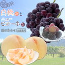 【ふるさと納税】桃 ぶどう 2025年 先行予約 果物詰合せ 白桃 2玉(1玉200g以上) ニュー ピオーネ 2房(合計約940g)化粧箱入り もも 葡萄 岡...