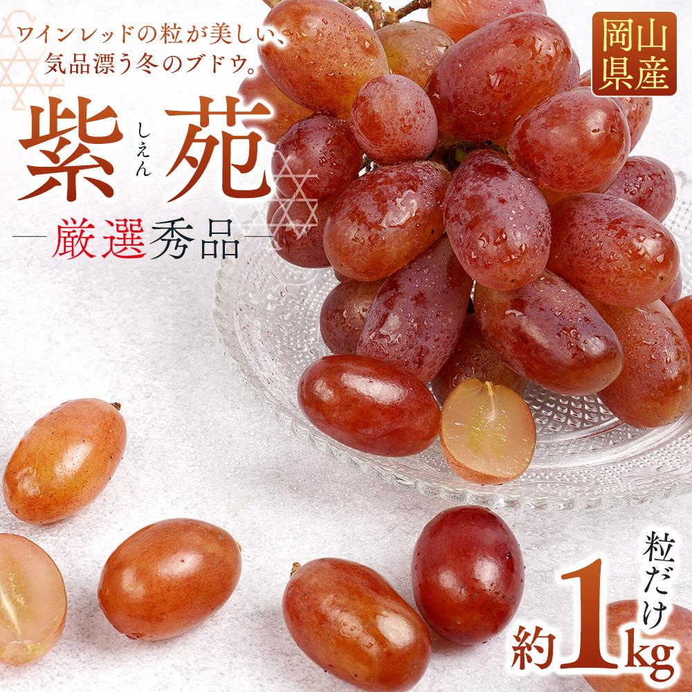 【ふるさと納税】ぶどう 2025年 先行予約 紫苑 厳選 秀品 粒だけ 約1kg 岡山 国産 果物 フルーツ 2025年10月上旬から発送 | フルーツ 果物 くだもの 食品 人気 おすすめ 送料無料