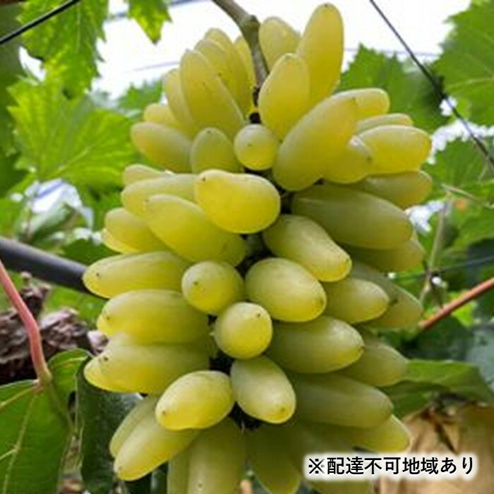 【ふるさと納税】ぶどう 2025年 先行予約 ゴールド フィンガー 3~4房(約1.5kg)岡山市産 タンポポ農園 | フルーツ 果物 くだもの 食品 人気 おすすめ 送料無料