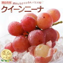 【ふるさと納税】ぶどう 2026年 クイーンニーナ 3〜6房 合計約2kg 種無し ブドウ 葡萄 岡山市産 国産 フルーツ 果物 渡邊農園 | フルーツ 果物 ...
