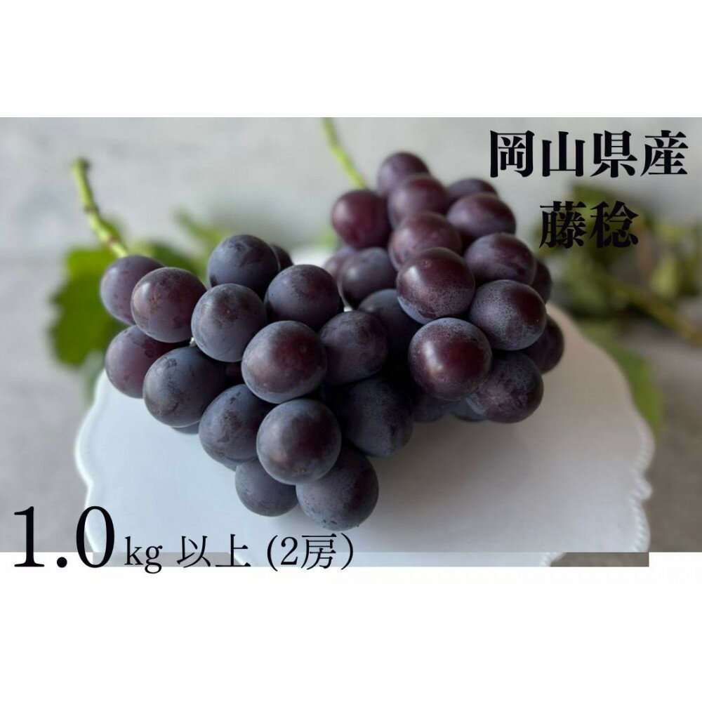 厳選 藤稔 1.0kg以上 2房 朝採れ ぶどう 葡萄 Kawahara Green Farm 岡山県産 2026年