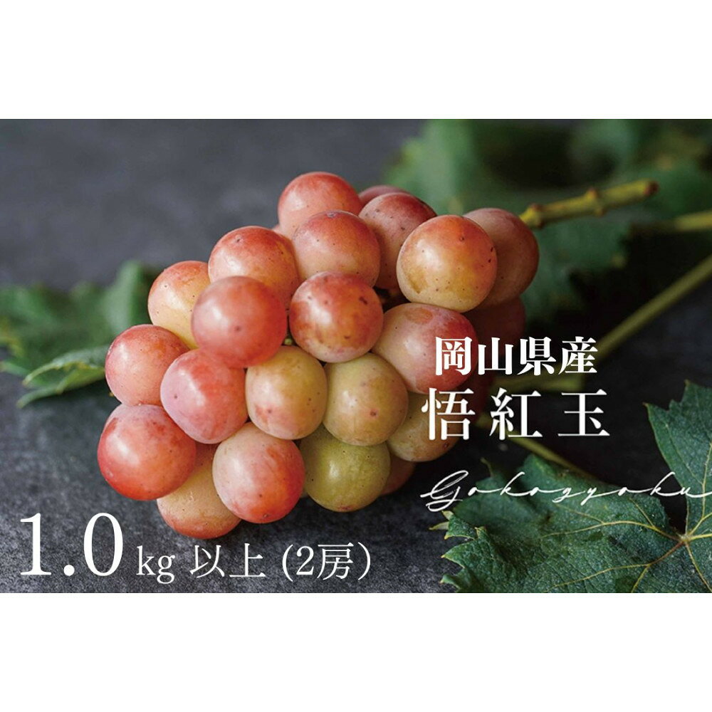 厳選 悟紅玉 旧ゴルビー 1.0kg以上 2房 朝採れ ぶどう 葡萄 Kawahara Green Farm 岡山県産 2026年